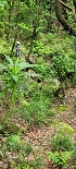 Plants: image 43 Of 208 Thumb